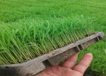 برخی کودها باعث مسمومیت خاک می شود