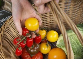 توصیه وزیر انگلیس در پی کمبود صیفی جات؛ مردم به جای گوجه، شلغم بخورند