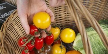 توصیه وزیر انگلیس در پی کمبود صیفی جات؛ مردم به جای گوجه، شلغم بخورند