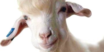 قیمت دام از اواخر اسفند کاهشی می شود