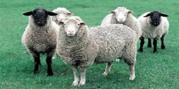 استرالیا چگونه 40 درصد خوراک دام کشور را از دیمکاری بدست می‌آورد