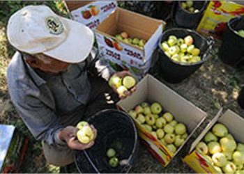سرویس کشت و صنعت، باغداری ، گیاهان خوراکی و پروتئین سویا امسال تولیدات باغبانی کشور به ۲۵ میلیون و ۷۰۰ هزار تن رسید