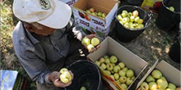 سرویس کشت و صنعت، باغداری ، گیاهان خوراکی و پروتئین سویا امسال تولیدات باغبانی کشور به ۲۵ میلیون و ۷۰۰ هزار تن رسید