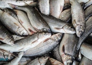 قیمت هرکیلو قزل آلا به ۱۱۴ هزارتومان رسید