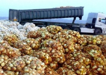 مقداری پیاز در انبارها دپو شده/ سرما و بارندگی علت افزایش قیمت
