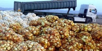 مقداری پیاز در انبارها دپو شده/ سرما و بارندگی علت افزایش قیمت