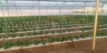 سرمایه‌گذاری ۲۱۵۱ میلیارد تومانی بخش خصوصی برای توسعه کشاورزی سیستان وبلوچستان