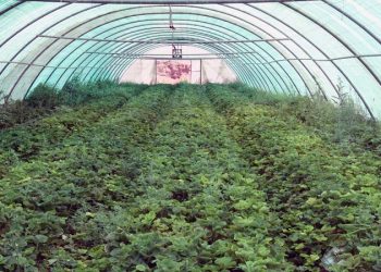 کشت فلفل در گلخانه‌های قصرشیرین آغاز شد