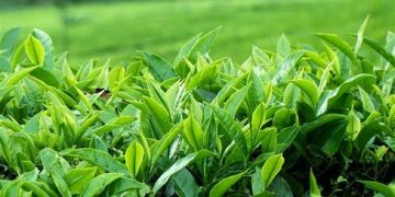 نرخ واردات چای ۵ برابر صادرات/ نیم کاسه‌ای زیر کاسه تجارت چای است/ سازمان بازرسی ورود کرد