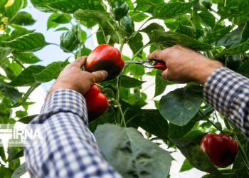 کشاورزان رودان از قیمت محصول‌های تولیدی خود راضی هستند