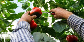 کشاورزان رودان از قیمت محصول‌های تولیدی خود راضی هستند