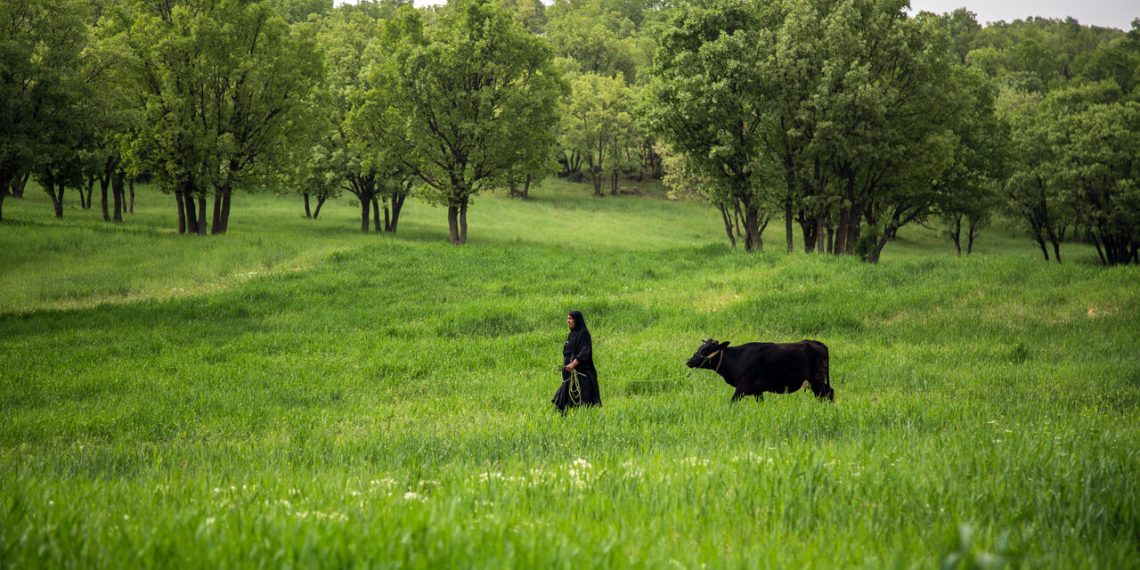 کاشت درخت و حفاظت از جنگل‌ها و منابع طبیعی در دستور کار است