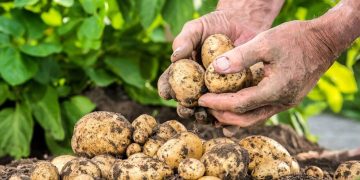 سایت تولید بذر سیب‌زمینی در شهرستان اردبیل راه‌اندازی شد