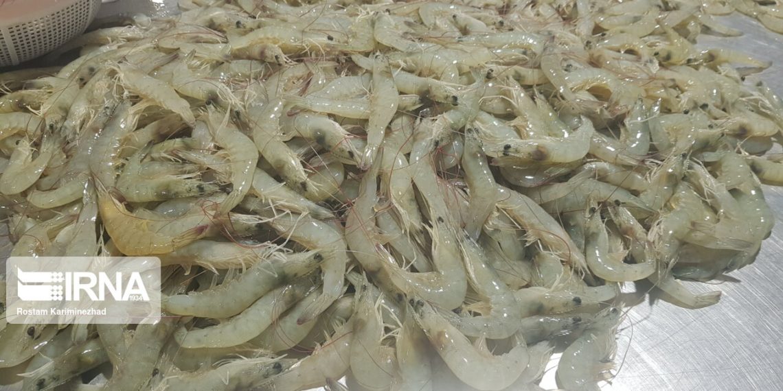 تولید سالانه ۱۶۰ هزار تن میگو در برنامه هفتم