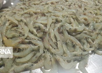 تولید سالانه ۱۶۰ هزار تن میگو در برنامه هفتم