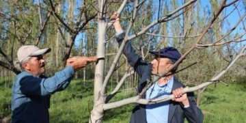 سرشاخه‌کاری درختان گردو؛ خداحافظی باغات استان اردبیل با سرمازدگی