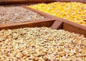 واردات نهاده های دامی به بیش از ۶ میلیارد و ۴۵۹ میلیون دلار رسید