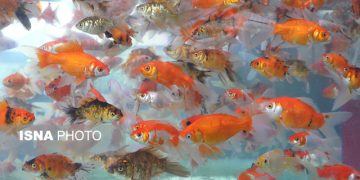 همه ماهی‌قرمزها تولید داخل هستند