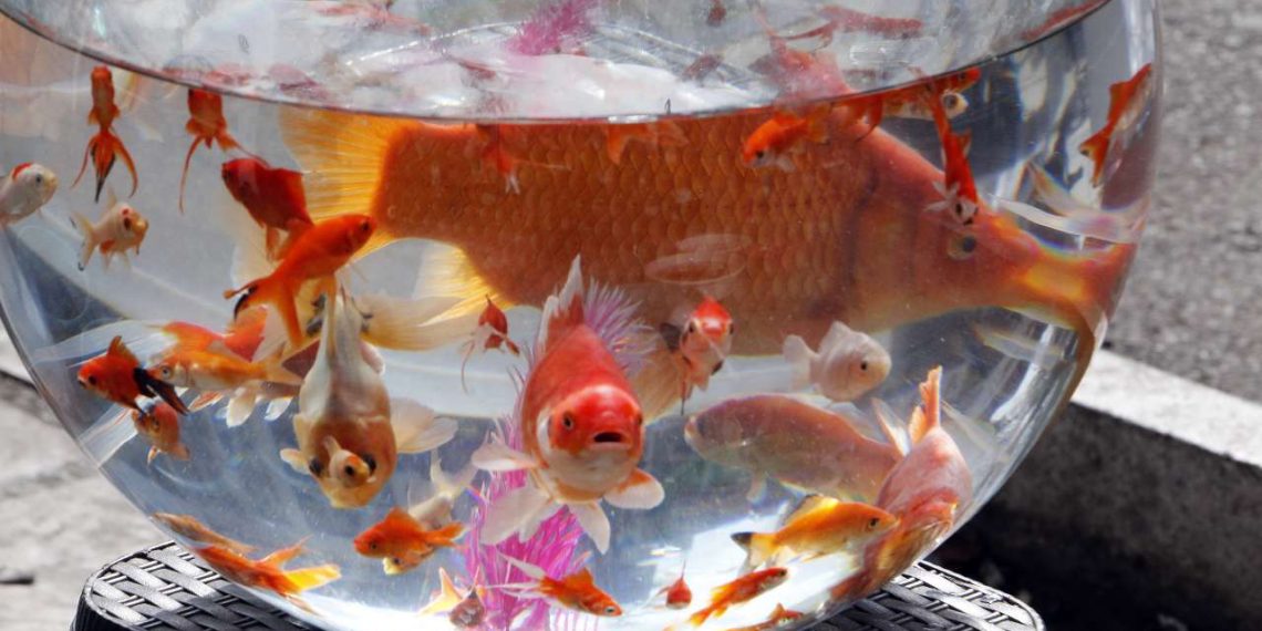 سفره هفت سین، بدون ماهی قرمز رنگی ندارد