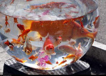 سفره هفت سین، بدون ماهی قرمز رنگی ندارد