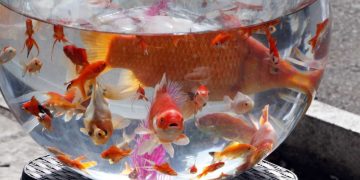 سفره هفت سین، بدون ماهی قرمز رنگی ندارد