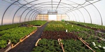 صادرات ۶ هزار تن از محصولات باغی و گلخانه‌ای سیستان و بلوچستان