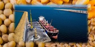 ارز نهاده‌های دام و طیور تامین شده است؟