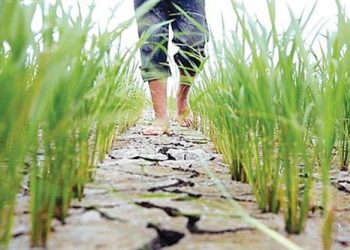 بازار عیدانه برنج؛ یاقوت شالیزار بدون مشتری است