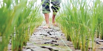 بازار عیدانه برنج؛ یاقوت شالیزار بدون مشتری است