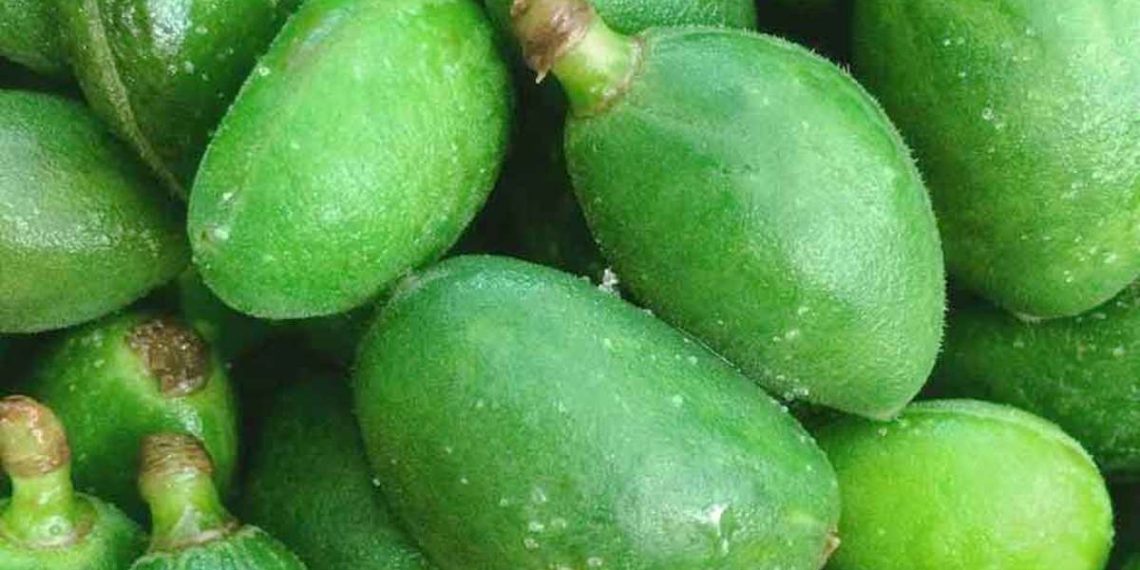 خواص و مضرات چغاله بادام/ خانم های باردار در خوردن چغاله بادام احتیاط کنند!