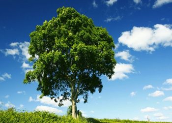 هدفگذاری برای کاشت ۱۰ میلیارد درخت/ سهم هر ایرانی سه درخت