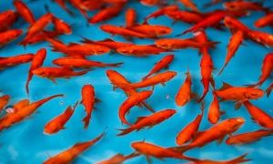 مردم از خرید ماهی بی‌حال و دارای لکه در پوست خودداری کنند