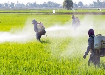 حذف علف‌های هرز در ۶ هزار و ۶۱۰ هکتار از مزارع استان مرکزی انجام شد