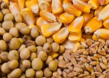 واردات ۴۰۰ هزار تن نهاده دامی به کشور از بندرامام