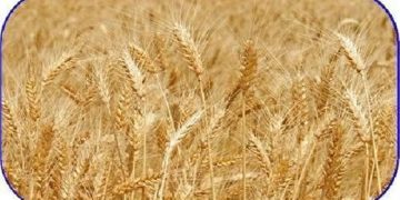 قیمت گندم باید ۲۰ تا ۲۵ هزار تومان باشد/رئیس بنیاد گندمکاران: مدافع کشاورزان هستیم