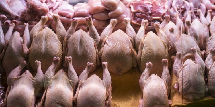 قیمت انواع گوشت ماکیان در بازار ؛ هر کیلو غاز ۷۰۰ هزار تومان،‌ خروس محلی ۳۵۰ هزار تومان!