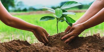 ۴۰۰ میلیون اصله نهال در قالب طرح‌های منابع طبیعی کاشته می شود
