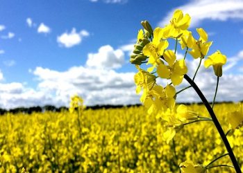 چهار گام مهم دولت در بخش کشاورزی/ چطور‌ بازار محصولات کشاورزی و کالای اساسی به ثبات می‌رسد