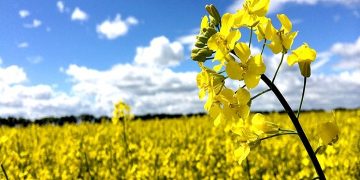 چهار گام مهم دولت در بخش کشاورزی/ چطور‌ بازار محصولات کشاورزی و کالای اساسی به ثبات می‌رسد
