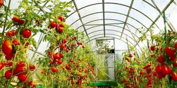 تولیدات گلخانه‌ای هرمزگان ۲ برابر افزایش یافت