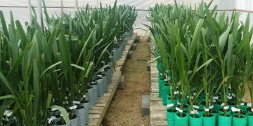 سومین «باغ مادری» درختان هسته‌دار کشور در شاهرود ایجاد شد