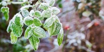 خسارت ۸۴۲ میلیارد تومانی سرما و بارش‌های بهاره به کشاورزی و زیرساخت استان سمنان