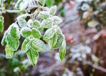 خسارت ۶۰ درصدی سرمای بهاره به باغات مشگین شهر