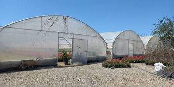 اشتغالزایی ۷۰ نفری در گلخانه‌های شهرداری شهرقدس