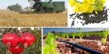 الگوی کشت با امنیت غذایی ارتباط مستقیمی دارد