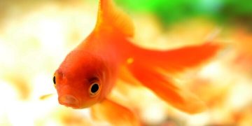 هشدار سازمان دامپزشکی در خصوص رهاسازی ماهی قرمز