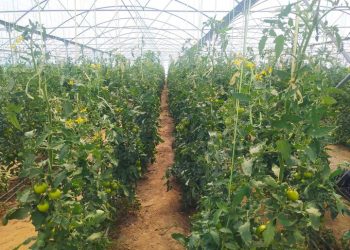 دانش‌بنیان کردن بخش باغبانی کشور، عامل تحقق رشد تولید