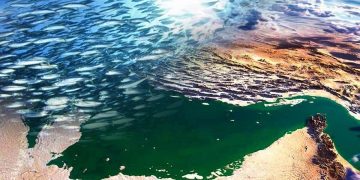 نشانه‌ای از اقدام و عمل در تقویت ذخایر آبزیان خلیج فارس