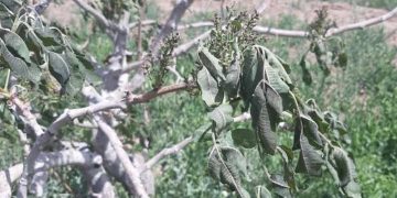 سرمای ۱۴۰۲ هم دامن طلای سبز رفسنجان را گرفت