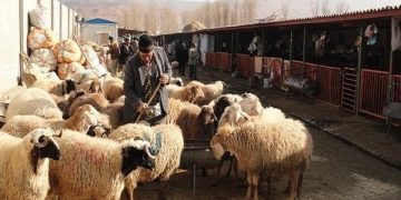 میدان دام جنوب کرمان معطل زمین